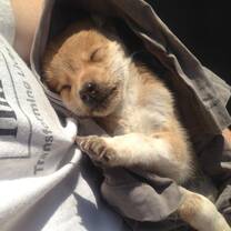 caring for sick puppies