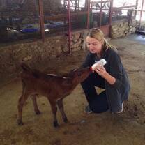bottle feeding the calves 