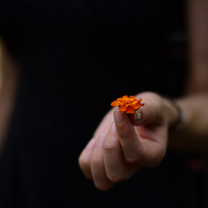 Mangrove flower