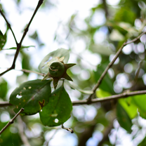 Native mangroves Bali