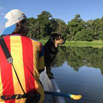 A canal survey with Rufous (short for 'black and rufous Central American dog')