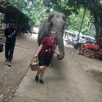 Walking an elephant freely.