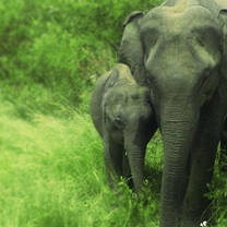 Volunteer in Sri Lanka