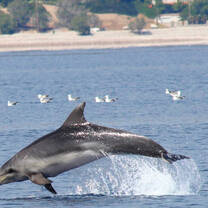 dolphin in water