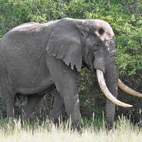 Elephant Big Tusker