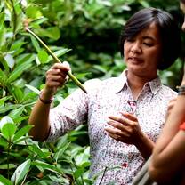 Mangroves Bali