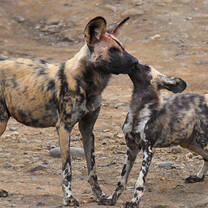 Wild Dogs