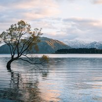 The Wanaka Tree