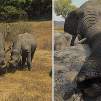 rhino and elephant 