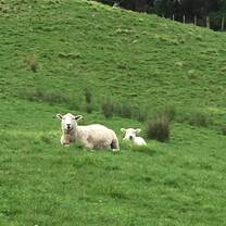 Sheep!