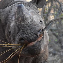 Rhino Eating