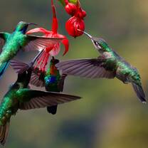 hummingbirds at Planet One World, Costa Rica, volunteering