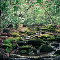 One of two greeks in the  Los Guardianes Wildlife Refuge. Here you can find shrimps or turtles and at night of course tarantulas and special frog species Planet One World, Los Guardianes Wildlife Refuge, trail, primary forest, rainforest costa rica, caribbean, greek, volunteering