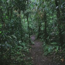 Primary forest about 1 km from the main house of Planet One World Planet One World, Los Guardianes Wildlife Refuge, trail, primary forest, rainforest costa rica, caribbean