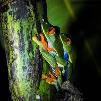 Planet One World, Los Guardianes Wildlife Refuge, primary forest, rainforest, red eyed tree frog, couple
