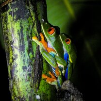 We have plenty of these little guys at the pond (300 metres) away from the main house. Be excited about the night walks! Planet One World, Los Guardianes Wildlife Refuge, primary forest, rainforest, red eyed tree frog, couple