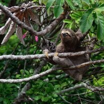 You can stumble on this little buddy all the time. Sloth days for some days on the same tree until they change it. Planet One World, volunteering, sloth, Costa Rica
