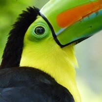 A daily visitor at the main house of Planet One World Planet One World, toucans, volunteering, Costa Rica