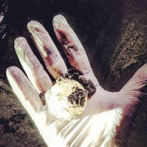 Finding turtle nests