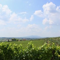 Chianti Vineyard