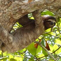 Sloth