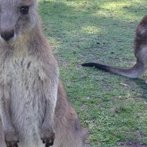 Kangaroo