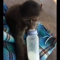 Baboon feeding