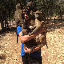 Baboon walk Baboon walk