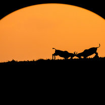 Miroslav Goranov '' Topi at Sunset'', BBC WILDLIFE MAGAZINE