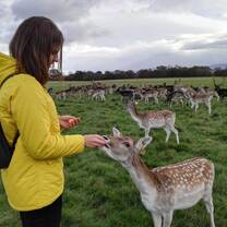 Internships in Dublin with EZC Study Abroad Phoenix Park