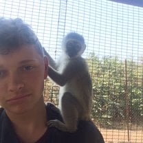 In vervet monkey enclosure