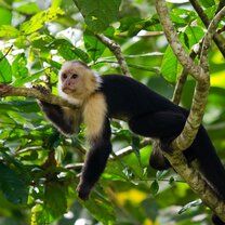 Capuchin monkey