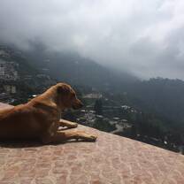 Adventure camp in Dhanaulti, Mussoorie India with The Tarzan Way