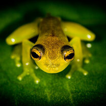 Glassfrog