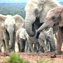 unforgettable wildlife safari