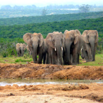 beautiful african wildlife