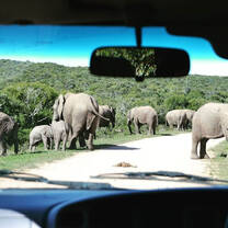 Game drives in a national park