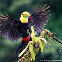Toucan in the reserve