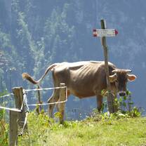 Cow pasturing in the Brenta Dolomites
