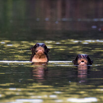 Conservation and Wildlife volunteering