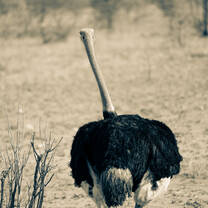 Ostrich