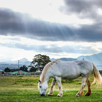 Percheron horse