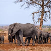 Elephants