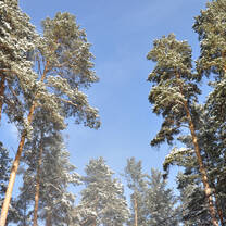 The Winter forest