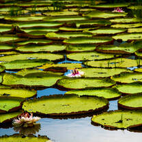 Giant river Lilies