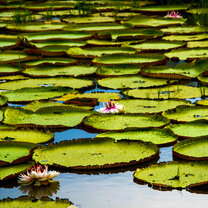 Conservation and Wildlife volunteering Giant river Lilies