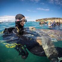 Turtles and Dolphins can be found in Tenerife