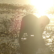 Caiman Capybara Pantanal