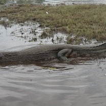 Caimain Pantanal volunteering