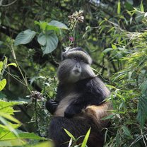 golden monkey